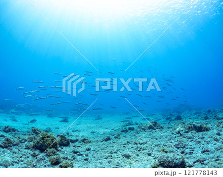 迫力あるタイワンカマス（カマス科）他の群れ。静岡県伊豆半島賀茂郡南伊豆町中木ヒリゾ浜2024年 121778143