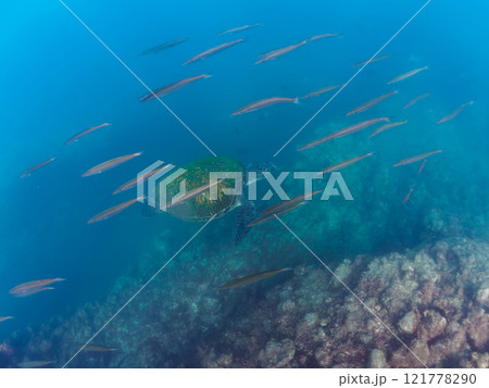 ゆったり泳ぐ美しく大きなアオウミガメとタイワンカマスの群れ。 静岡県伊豆半島賀茂郡南伊豆町中木ヒリゾ 121778290