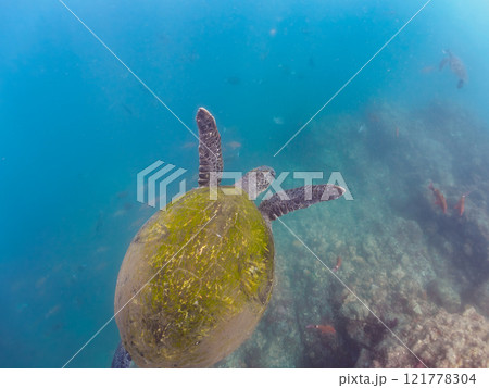 ゆったり泳ぐ美しく大きなアオウミガメ(ウミガメ科)。静岡県伊豆半島賀茂郡南伊豆町中木ヒリゾ浜2024 ゆったり泳ぐ美しく大きなアオウミガメ(ウミガメ科)。静岡県伊豆半島賀茂郡南伊豆町中木ヒリゾ浜2024 121778304