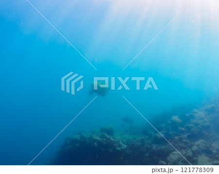 ゆったり泳ぐ美しく大きなアオウミガメ(ウミガメ科)。静岡県伊豆半島賀茂郡南伊豆町中木ヒリゾ浜2024 ゆったり泳ぐ美しく大きなアオウミガメ(ウミガメ科)。静岡県伊豆半島賀茂郡南伊豆町中木ヒリゾ浜2024 121778309