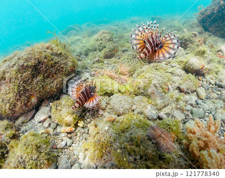 広げた羽根が美しいキリンミノ（フサカサゴ科）の幼魚。静岡県伊豆半島賀茂郡南伊豆町中木ヒリゾ浜2024 121778340