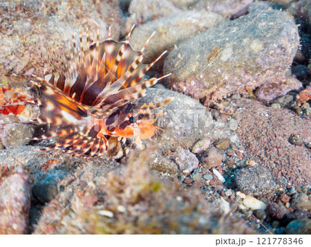 広げた羽根が美しいキリンミノ（フサカサゴ科）の幼魚。静岡県伊豆半島賀茂郡南伊豆町中木ヒリゾ浜2024 121778346
