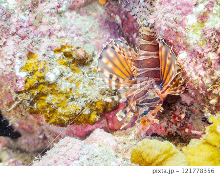 広げた羽根が美しいキリンミノ（フサカサゴ科）の幼魚。静岡県伊豆半島賀茂郡南伊豆町中木ヒリゾ浜2024 121778356