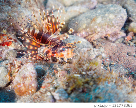 広げた羽根が美しいキリンミノ(フサカサゴ科)の幼魚。静岡県伊豆半島賀茂郡南伊豆町中木ヒリゾ浜2024 広げた羽根が美しいキリンミノ(フサカサゴ科)の幼魚。静岡県伊豆半島賀茂郡南伊豆町中木ヒリゾ浜2024 121778363