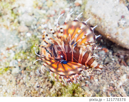 広げた羽根が美しいキリンミノ（フサカサゴ科）の幼魚。静岡県伊豆半島賀茂郡南伊豆町中木ヒリゾ浜2024 121778378