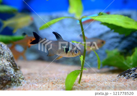 ブラックファントムテトラ 121778520