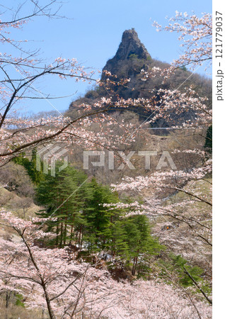 群馬県下仁田町、妙義山を望む妙義さくらの里 121779037