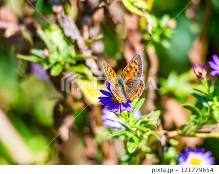 秋の花壇　紫色のかわいいノコンギクとツマグロヒョウモン蝶 121779654