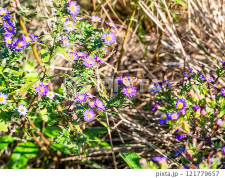 秋の花壇　紫色のかわいいノコンギクとツマグロヒョウモン蝶 121779657