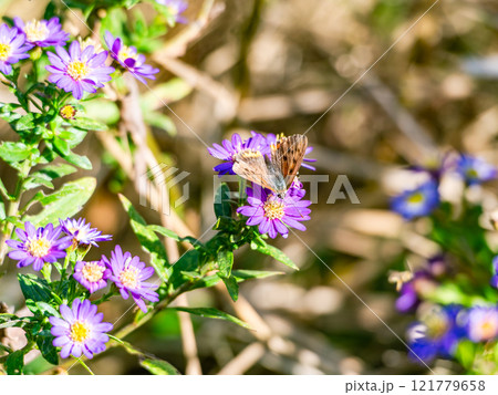 秋の花壇　紫色のかわいいノコンギクとツマグロヒョウモン蝶 121779658