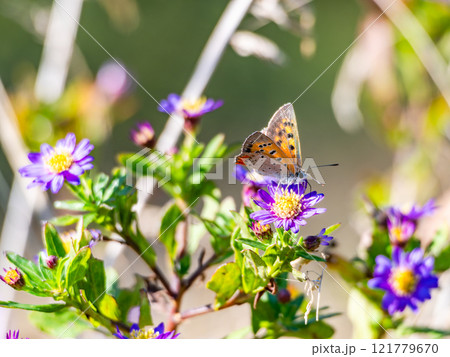 秋の花壇　紫色のかわいいノコンギクとツマグロヒョウモン蝶 121779670