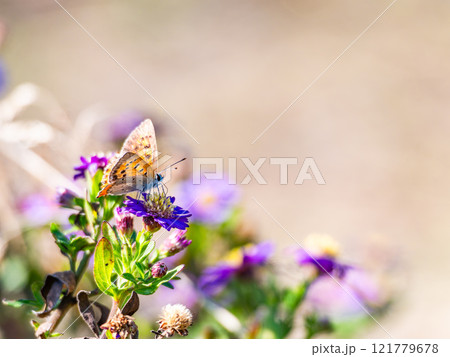 秋の花壇　紫色のかわいいノコンギクとツマグロヒョウモン蝶 121779678