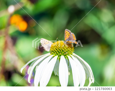 秋の花壇 丸くかわいいエキナセアと蜜を吸いに来たツマグロヒョウモン蝶 秋の花壇 丸くかわいいエキナセアと蜜を吸いに来たツマグロヒョウモン蝶 121780063