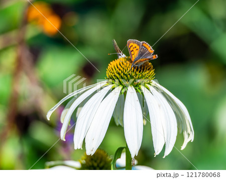 秋の花壇　丸くかわいいエキナセアと蜜を吸いに来たツマグロヒョウモン蝶 121780068