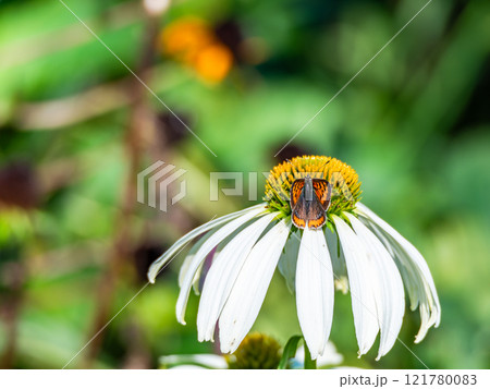 秋の花壇 丸くかわいいエキナセアと蜜を吸いに来たツマグロヒョウモン蝶 秋の花壇 丸くかわいいエキナセアと蜜を吸いに来たツマグロヒョウモン蝶 121780083