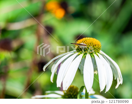 秋の花壇　丸くかわいいエキナセアと蜜を吸いに来たツマグロヒョウモン蝶 121780090