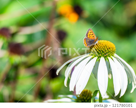 秋の花壇 丸くかわいいエキナセアと蜜を吸いに来たツマグロヒョウモン蝶 秋の花壇 丸くかわいいエキナセアと蜜を吸いに来たツマグロヒョウモン蝶 121780101