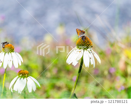 秋の花壇　丸くかわいいエキナセアと蜜を吸いに来たツマグロヒョウモン蝶 121780121