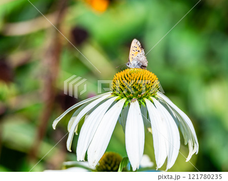 秋の花壇 丸くかわいいエキナセアと蜜を吸いに来たツマグロヒョウモン蝶 秋の花壇 丸くかわいいエキナセアと蜜を吸いに来たツマグロヒョウモン蝶 121780235