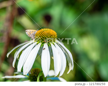 秋の花壇　丸くかわいいエキナセアと蜜を吸いに来たツマグロヒョウモン蝶 121780250