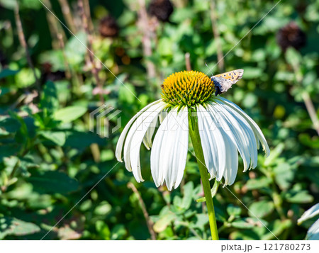秋の花壇　丸くかわいいエキナセアと蜜を吸いに来たツマグロヒョウモン蝶 121780273