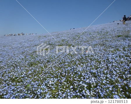 ネモフィラの丘 ネモフィラの丘 121780513