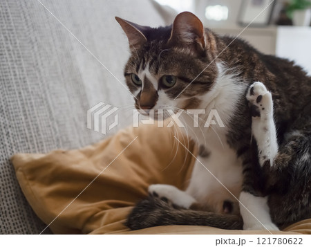 毛づくろいをする猫 121780622