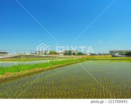 初夏の郊外の植田風景 初夏の郊外の植田風景 121780941