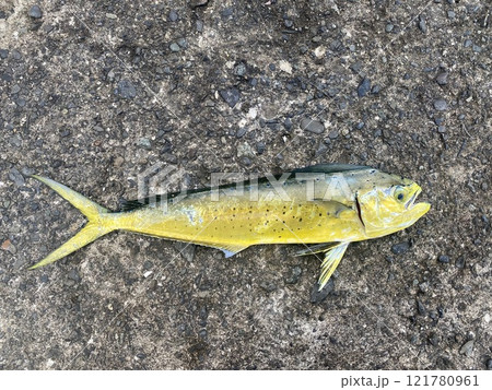 シイラの若魚 シイラの若魚 121780961