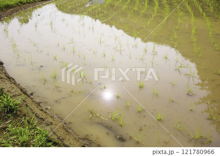 田んぼの中の美しい稲 121780966