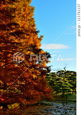 神代植物公園のメタセコイア並木の紅葉 121781137