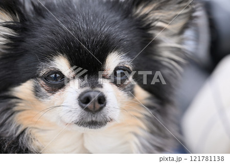 犬の顔のアップ　ロングコートチワワ 121781138