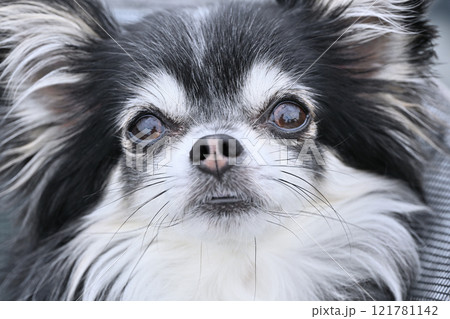 見上げるい仔犬のアップ ロングコートチワワ 見上げるい仔犬のアップ ロングコートチワワ 121781142