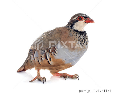 French Partridge, Alectoris rufa 121781171