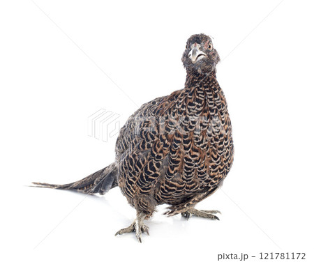 female European Common Pheasant 121781172