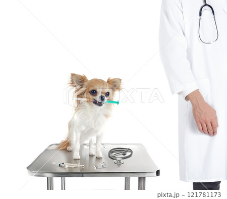 chihuahua and syringe 121781173