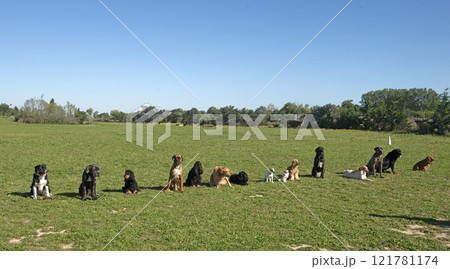 group of dogs 121781174