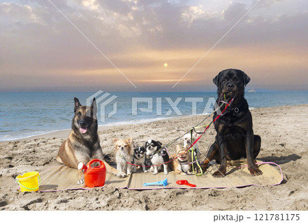 chihuahuas, malinois , rottweiller and beach 121781175