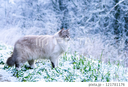 birman cat in nature 121781176