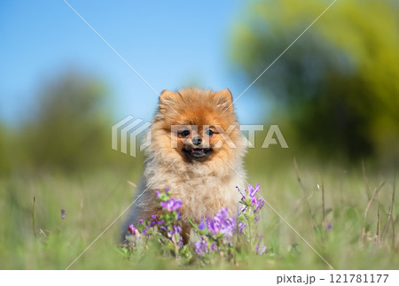 pomeranian spitz in nature 121781177