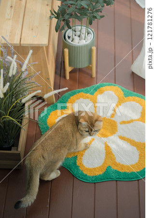 happy with cat concept with british cat play on wood table  with modern home decoration background 121781276