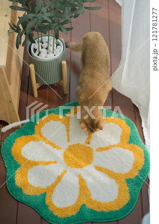happy with cat concept with british cat play on wood table  with modern home decoration background 121781277