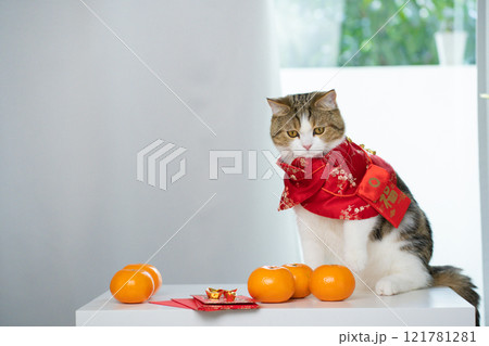 chinese new year concept with cat wearing red chinese traditional cloth sit with red envelope orange and gold on table chinese new year concept with cat wearing red chinese traditional cloth sit with red envelope orange and gold on table 121781281
