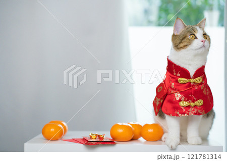 chinese new year concept with cat wearing red chinese traditional cloth sit with red envelope orange and gold on table chinese new year concept with cat wearing red chinese traditional cloth sit with red envelope orange and gold on table 121781314