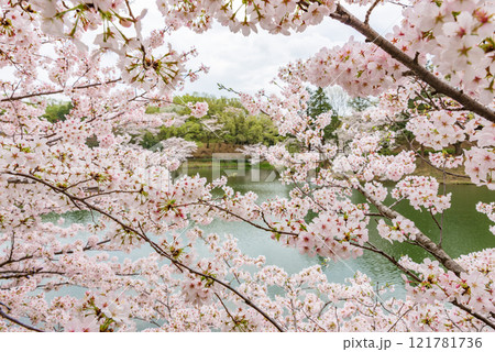 満開の桜　三ツ池公園（神奈川県横浜市）　日本さくら名所100選 121781736