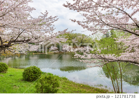 満開の桜 三ツ池公園(神奈川県横浜市) 日本さくら名所100選 満開の桜 三ツ池公園(神奈川県横浜市) 日本さくら名所100選 121781738