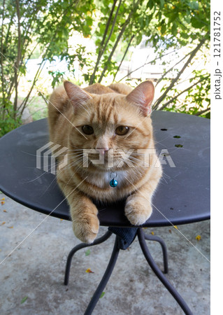 Orange domestic cat crouching on table in the garden. Orange domestic cat crouching on table in the garden. 121781752