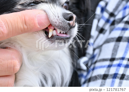 犬の歯を見る飼い主の男性　ロングコートチワワ 121781767