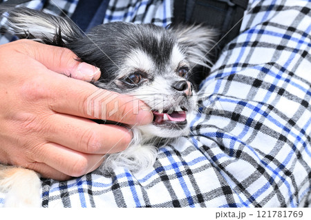 犬の歯を見る飼い主の男性　ロングコートチワワ 121781769