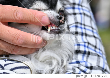 犬の歯を見る飼い主の男性　ロングコートチワワ 121781770